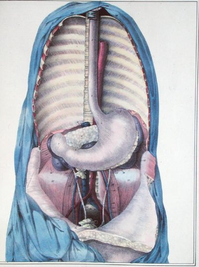Anatomy of the oesophagus and the stomach, from 