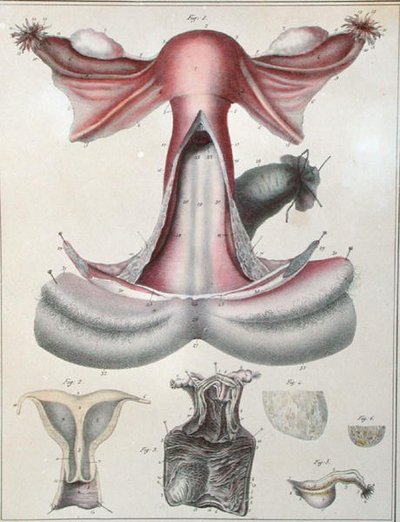 Anatomy of the uterus, from 