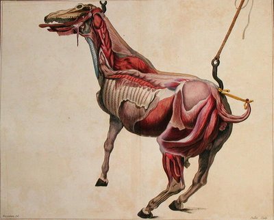 Flayed horse, from 