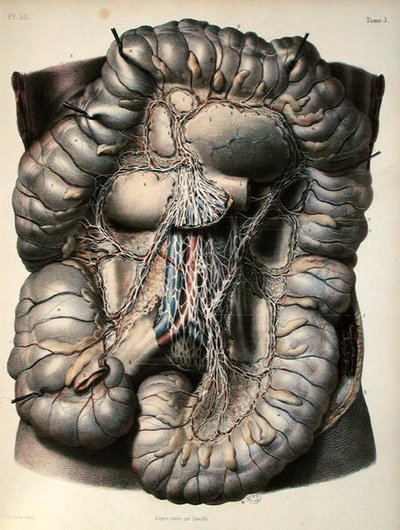 The Nerves of the Large Intestine, The Brain, Plate from 