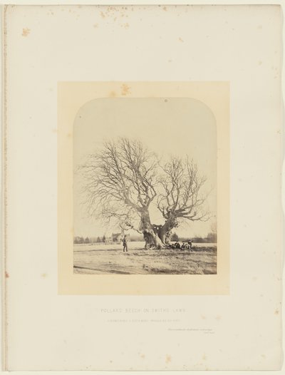Pollard Beech on Smith