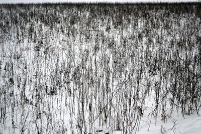 January by Alexandra Gertrud Maria Marx