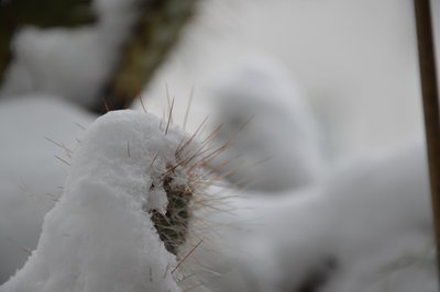 Cacti in Winter by Detlef Georgi