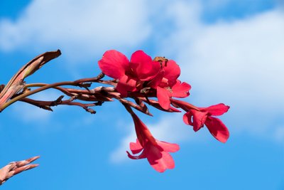 Captured Roses Against Soft Natural and Artistic Background by Albert Mansour