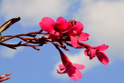 Captured Roses Against Soft Natural and Artistic Background by Albert Mansour