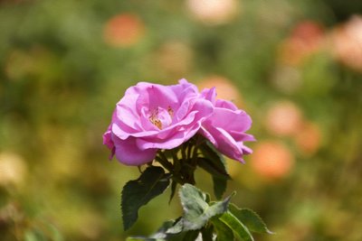 Floral Fine Art by Albert Mansour
