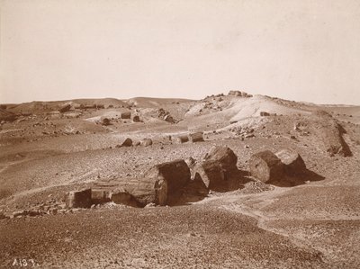 In the Petrified Forest (General View, Middle Park) by A.C. Vroman