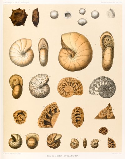 Thurammina-Cyclammina (Foraminifera PL. XXXVII) from The Voyage of HMS Challenger 1873-76 published in 1884 by A.T. Hollick