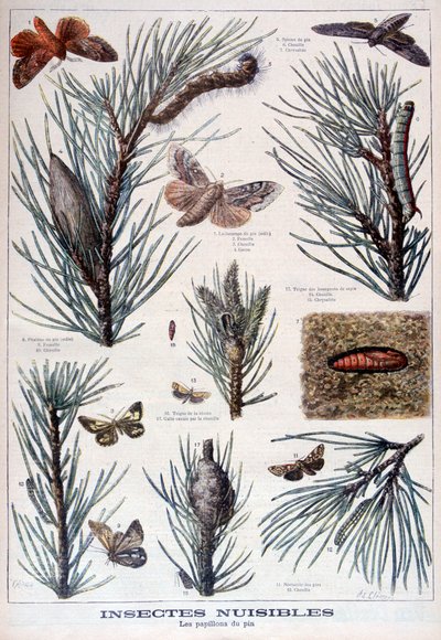 Harmful insects: butterflies and moths that damage pine trees, 1897 by A Clement