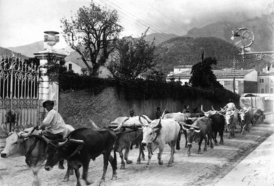 Some oxen used for the transport of marble from the Apuan quarries are made to walk along a road in Carrara by A. Corsini