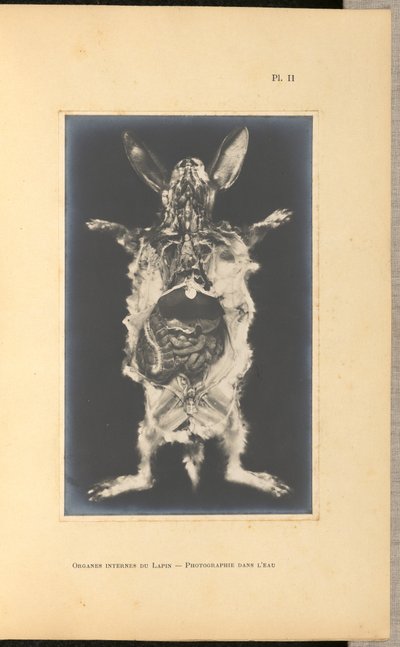 Internal Organs of the Rabbit - Photograph in Water by A. L. Donnadieu
