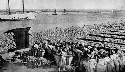 Quantities of codfish drying in the sun at Aveiro by the mouth of the Vouga, Portugal, c1930s by A. W. Cutler