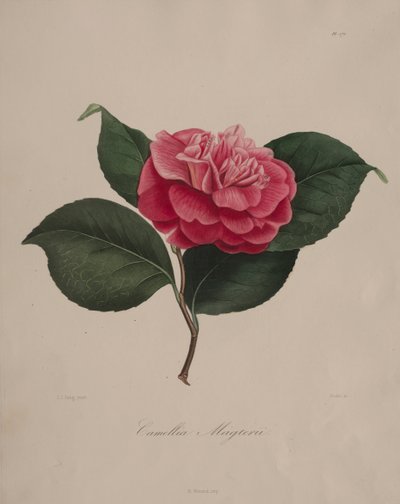 Iconography of the Camellia Genus: No. 171 by Abbé Laurent Berlèse
