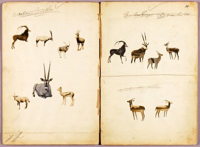 Antelopes, study folder for book Concealing Coloration in the Animal Kingdom by Abbott Handerson Thayer