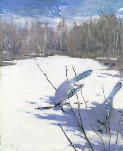 Blue Jays in Winter, study for book Concealing Coloration in the Animal Kingdom by Abbott Handerson Thayer