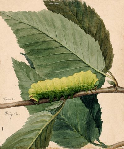 Lunar Caterpillar, Study for Book Concealing Coloration in the Animal Kingdom by Abbott Handerson Thayer