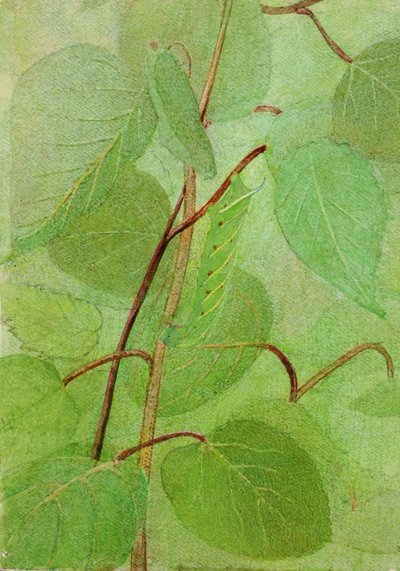 Sphinx Caterpillar, Study for Book Concealing Coloration in the Animal Kingdom, n.d. by Abbott Handerson Thayer