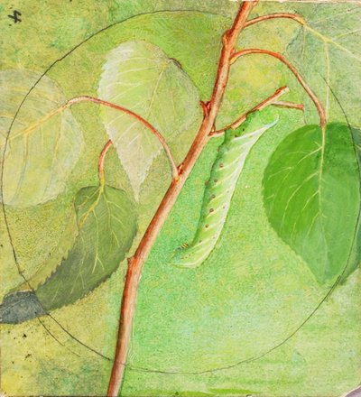 Sphinx Caterpillar, Study for Book Concealing Coloration in the Animal Kingdom by Abbott Handerson Thayer