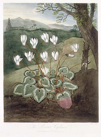 The Persian Cyclamen, from 