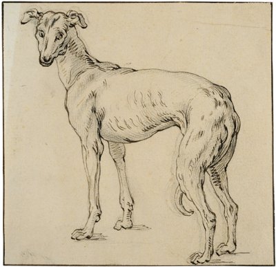 Greyhound by Abraham Bloemaert