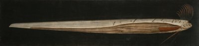 Internal anatomy of Ribbon Fish, Cullercoats by Abraham Bruiningh van Worrell
