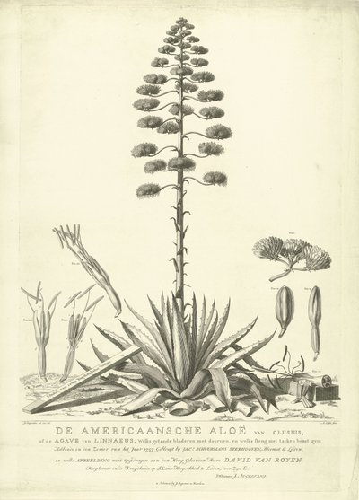 Blooming American Aloe, 1757 (De Americaansche Aloë van Clusius, of de Agave van Linnaeus) by Abraham Delfos