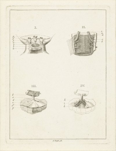 Sections of Plants by Abraham Delfos