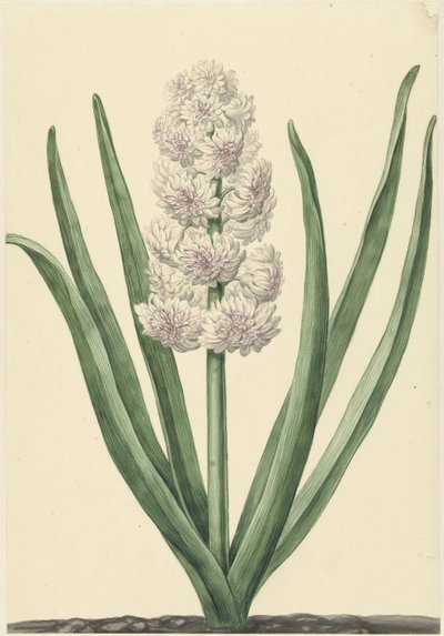 The Rose-White Hyacinth States General by Abraham Hendrik van Beesten