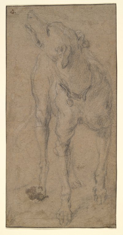 Study of a Dog by Abraham Hondius