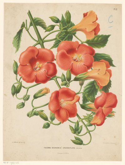 Bignonia by Abraham Jacobus Wendel