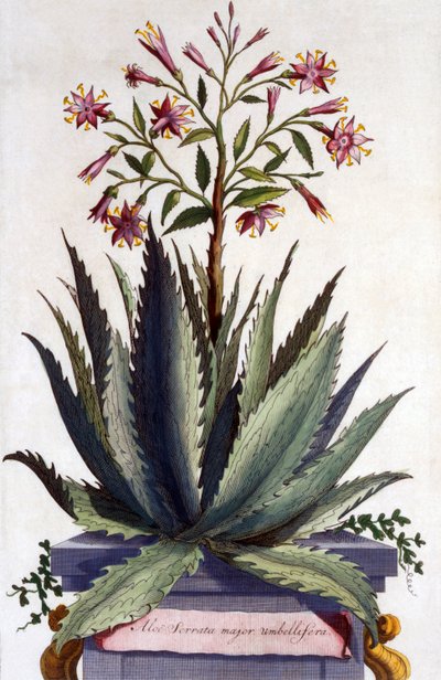 Aloe Serrata Major Umbellifera, from 