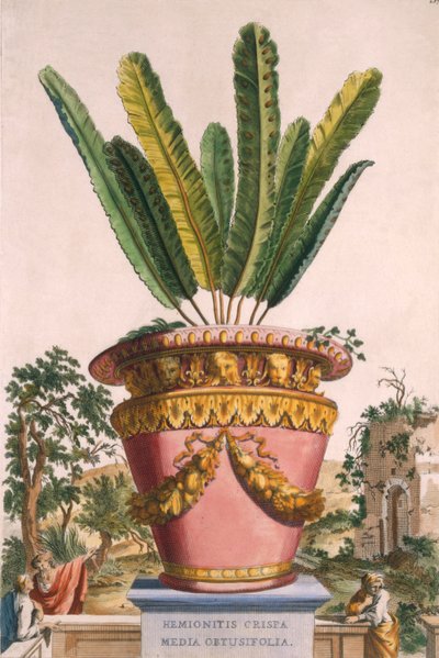 Hemionitis Crispa Media Obtusifolia, from 
