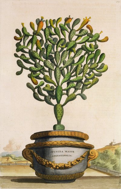 Opuntia Maior Augustifolia, from Phytographia Curiosa by Abraham Munting