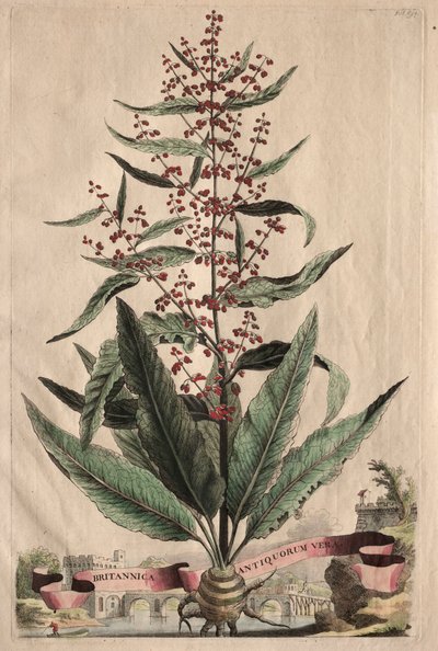 Phytographia Curiosa: Britannica Antiquorum Vera by Abraham Munting