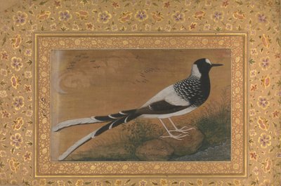 Spotted Forktail, Folio from the Shah Jahan Album, recto: ca. 1610-15, verso ca. 1540 by Abu al Hasan