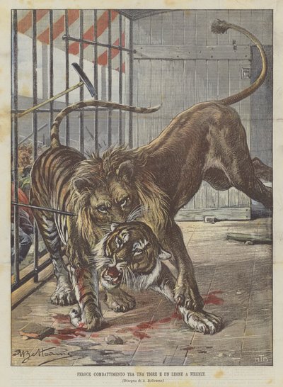 Fierce Fight Between a Tiger and a Lion in Florence by Achille Beltrame