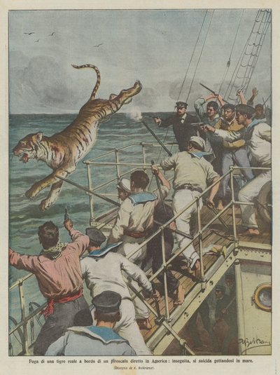 Escape of a royal tiger on board a steamer bound for America, pursued, it commits suicide by jumping into the sea by Achille Beltrame