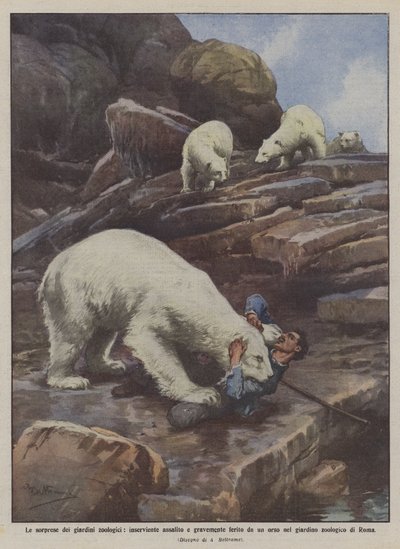 Surprises of zoological gardens, attendant attacked and seriously injured by a bear by Achille Beltrame