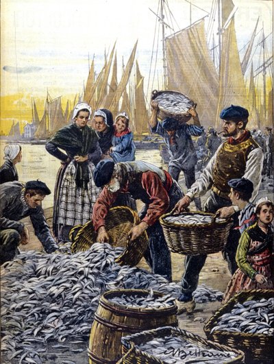 Sardine fishing in Brittany in 1903 illustration by Achille Beltrame by Achille Beltrame