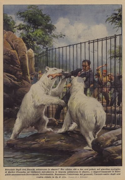 Torn Apart by Polar Bears, Through the Bars! by Achille Beltrame
