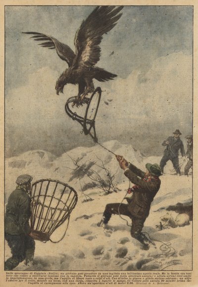 In the mountains of Coggiola (Biella), a young man could catch a beautiful golden eagle in a trap by Achille Beltrame