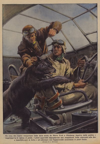 A Bear, Being Transported by Air from New York to Pittsburgh, Escaped from the Cage by Achille Beltrame