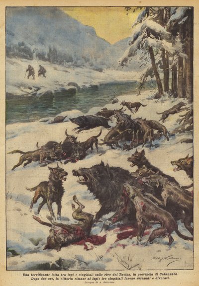 A Terrifying Fight Between Wolves and Boars on the Banks of the Tacina, in the Province of Catanzaro by Achille Beltrame