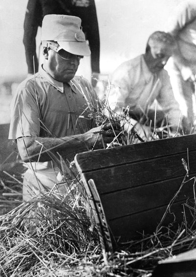 Mussolini Participating in the Wheat Harvest by Achille Villani