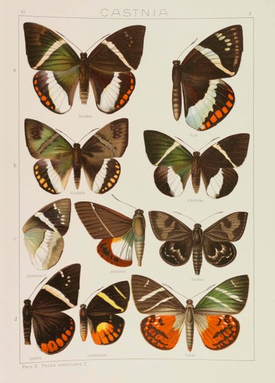 The Macrolepidoptera of the World, 1909 by Adalbert Seitz