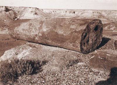 The Big Log Cannon in the Petrified Forest by Adam Clark Vroman