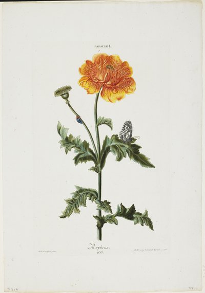 Papauer I. 106. Morpheus, from Hortus Nitidissimis by Adam Louis Wirsing