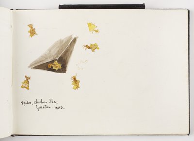 Sketchbook of Ink and Graphite Drawings and Watercolours by Adela Breton