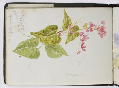 Sketchbook of watercolours, Drawings and Notes, Mexico, 1896-1898 by Adela Breton