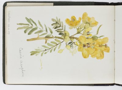 Sketchbook of watercolours, Drawings and Notes, Mexico, 1896-1898 by Adela Breton